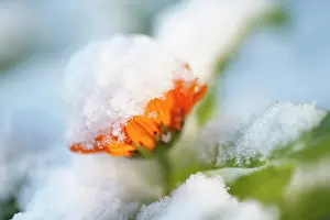 Marigold: Marigold, Calendula officinalis, Side view of one