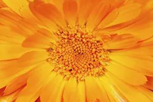 Marigolds: Marigold flower