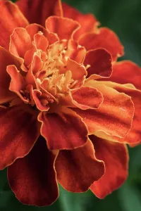 Marigold: Marigold, French marigold, Tagetes patula Durango