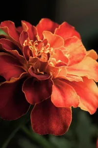 Marigold: Marigold, French marigold, Tagetes patula Durango