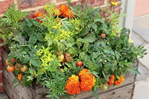 Marigold: Marigold, Tagetes erecta planted closely with tomato