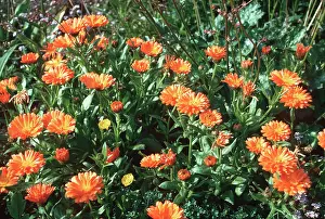 Marigold: MARIGOLDS