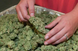Adventitious: Marijuana being dried and cured at commercial grow