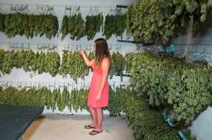 Adventitious: Marijuana being dried and cured at commercial grow