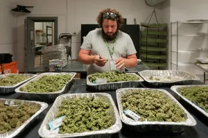 Adventitious: Marijuana being dried and cured at commercial grow