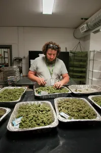 Adventitious: Marijuana being dried and cured at commercial grow