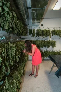 Adventitious: Marijuana being dried and cured at commercial grow