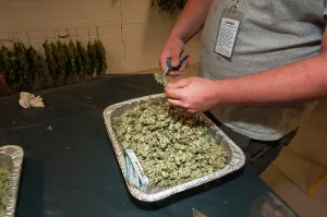 Marijuana: Marijuana being dried and cured at commercial grow
