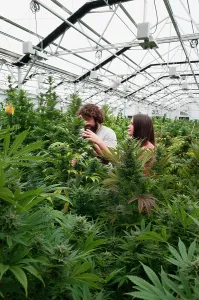 Marijuana: Marijuana organic grow. Pueblo, CO