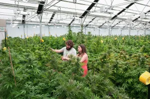 Marijuana: Marijuana organic grow. Pueblo, CO