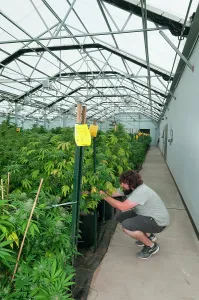 Adventitious: Marijuana organic grow. Pueblo, CO