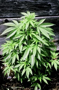 Illegal: Marijuana plant (Cannabis sativa)