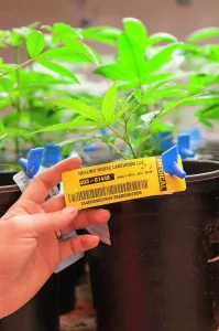 Adventitious: Every marijuana plant is labeled and catalogued