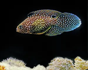 Comet: Marine Betta / Comet Fish