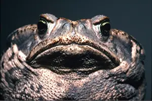 Toad: Marine/Cane Toad - close up face
