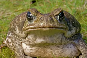 Amphbian: Marine / Cane Toad - Native to South and Central America