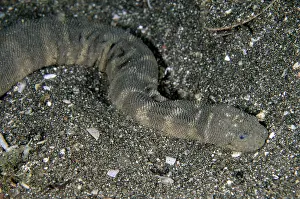 Flores: Marine File Snake (Acrochordus granulatus), nocturnal