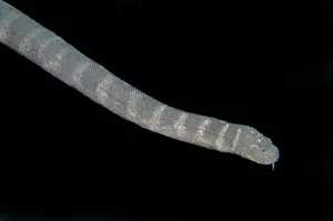 Flores: Marine File Snake (Acrochordus granulatus), nocturnal