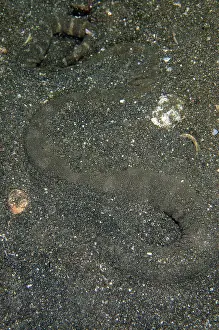 Flores: Marine File Snake (Acrochordus granulatus) buried