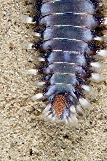Kriti: Marine Fireworm
