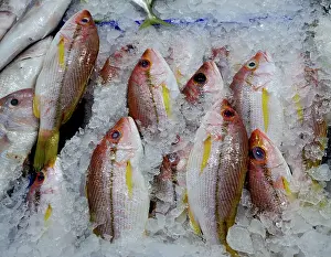 Shops: Marine Fish
