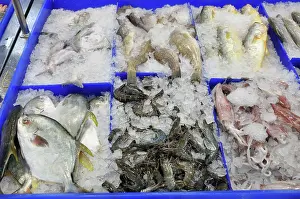 Shops: Marine Fish