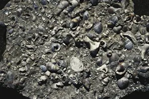 Recent: Marine Fossils