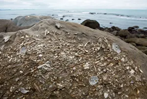 Palaeontologist: Marine Fossils of Late Cretaceous age