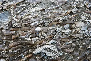 Palaeontologist: Marine Fossils of Late Cretaceous age
