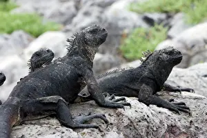 Amblyrhynchus: Marine Iguana