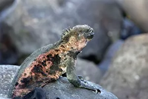 Amblyrhynchus: Marine Iguana