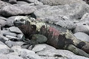 Amblyrhynchus: Marine Iguana