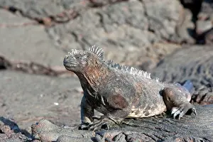 Amblyrhynchus: Marine Iguana