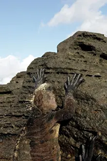 Amblyrhynchus: Marine Iguana