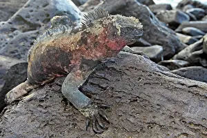 Amblyrhynchus: Marine Iguana