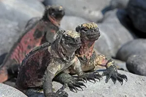 Amblyrhynchus: Marine Iguana