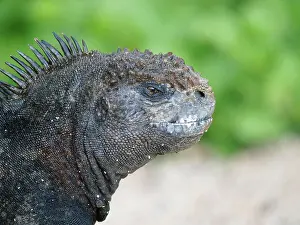 Amblyrhynchus: Marine Iguana