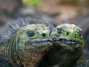 Amblyrhynchus: Marine Iguana