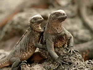 Amblyrhynchus: Marine Iguana