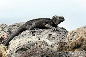 Amblyrhynchus: Marine Iguana