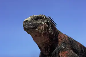 Iguanid: Marine Iguana