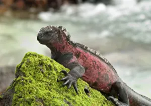 Espanola: Marine Iguana