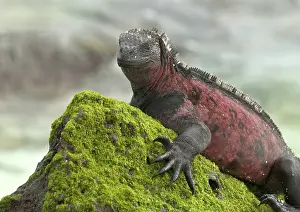 Espanola: Marine Iguana