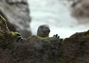 Espanola: Marine Iguana