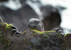 Espanola: Marine Iguana