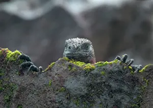 Espanola: Marine Iguana
