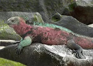 Espanola: Marine Iguana