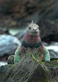 Espanola: Marine Iguana