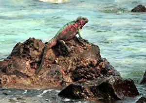 Espanola: Marine Iguana