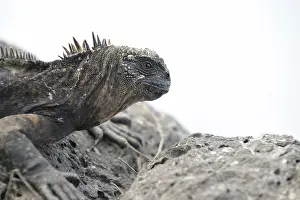 Galpagos: Marine Iguana